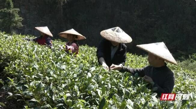有关于湖南省农科院“春剪秋控”技术抗旱效果好秋茶飘香采摘忙的信息(1)
