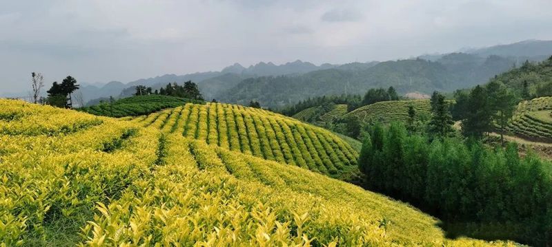 有关于贵州毕节：看最不适合居住的岩溶地区如何践行“两山”理论，快速发展的最新消息(3)