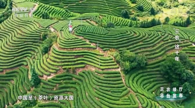 关于我国茶业整体效益仍有较大提升空间的新闻