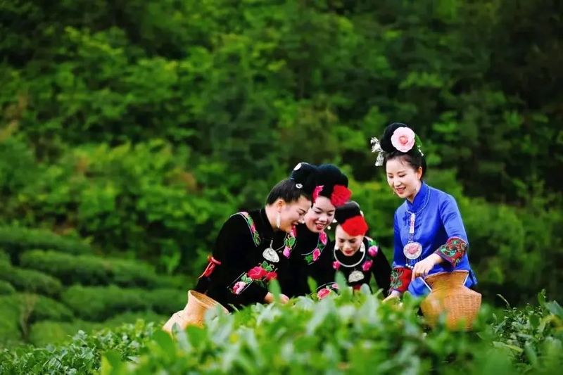 有关于西江千户苗寨：茶文旅融合释放乡村产业新动能的最新消息(2)