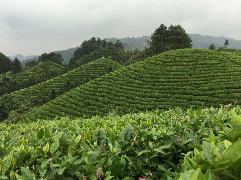 有关于西江千户苗寨：茶文旅融合释放乡村产业新动能的最新消息(5)
