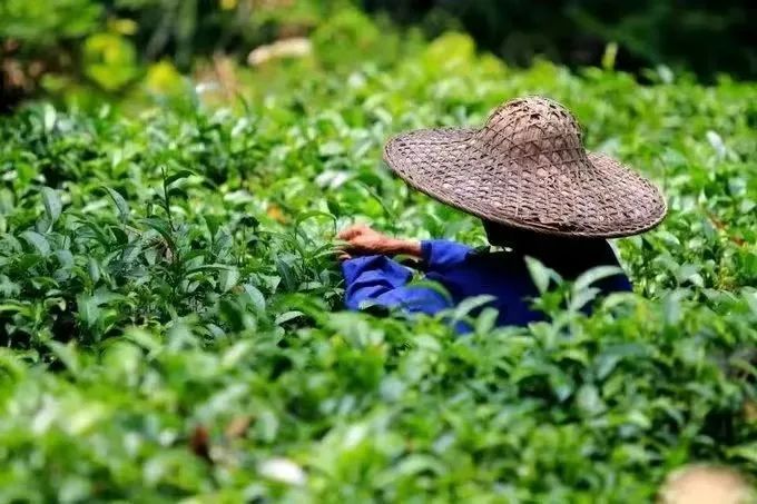 有关于西江千户苗寨：茶文旅融合释放乡村产业新动能的最新消息(7)