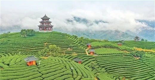 有关于柳州三江布央村:因茶强村 因茶富民的资讯(1)