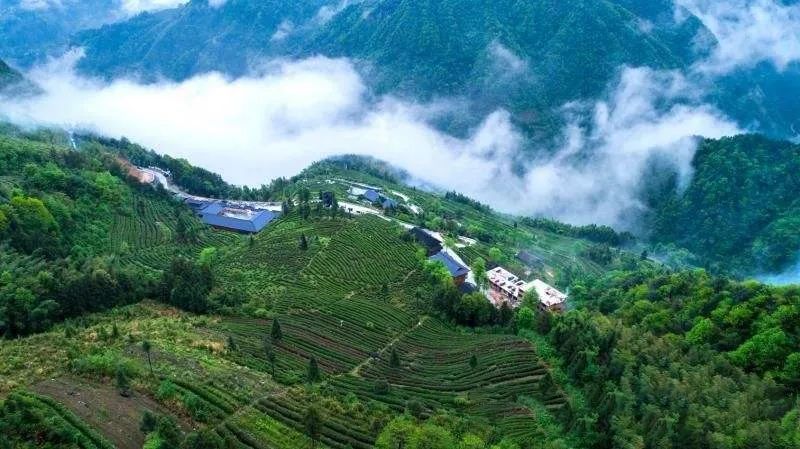 有关于湖南茶叶终止上市辅导 茶企冲刺资本市场屡受挫的新闻