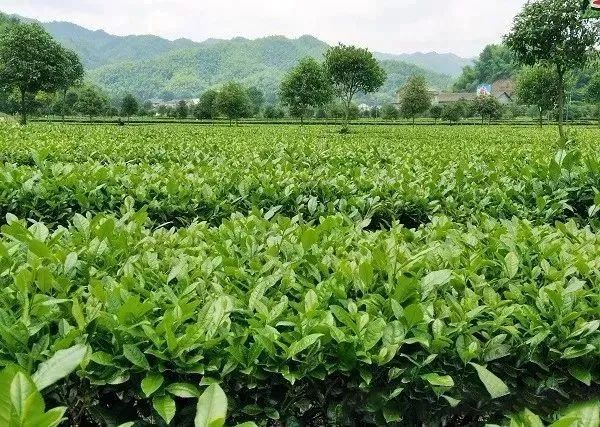 有关于湖南茶叶终止上市辅导 茶企冲刺资本市场屡受挫的新闻(1)