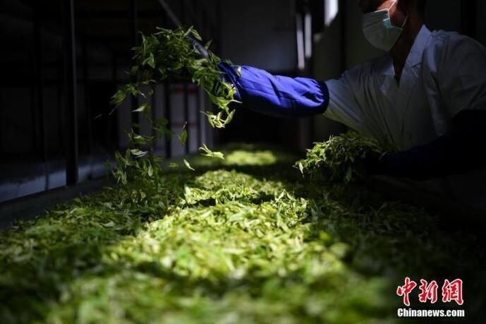 有关于寻味中华云南普洱茶：时光的味道的信息(1)