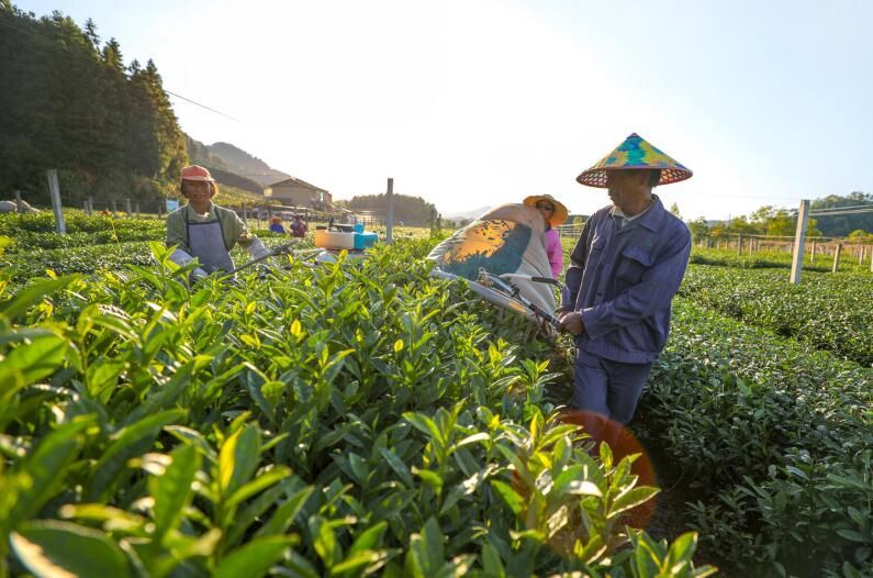 有关于杭州淳安县枫树岭镇抹茶庄园:采茶机穿梭茶园采茶忙的资讯(1)
