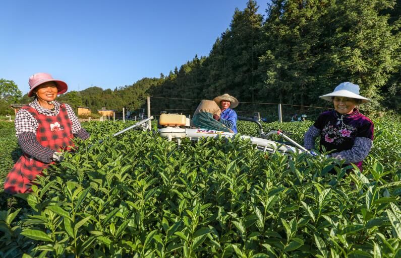 有关于杭州淳安县枫树岭镇抹茶庄园:采茶机穿梭茶园采茶忙的资讯