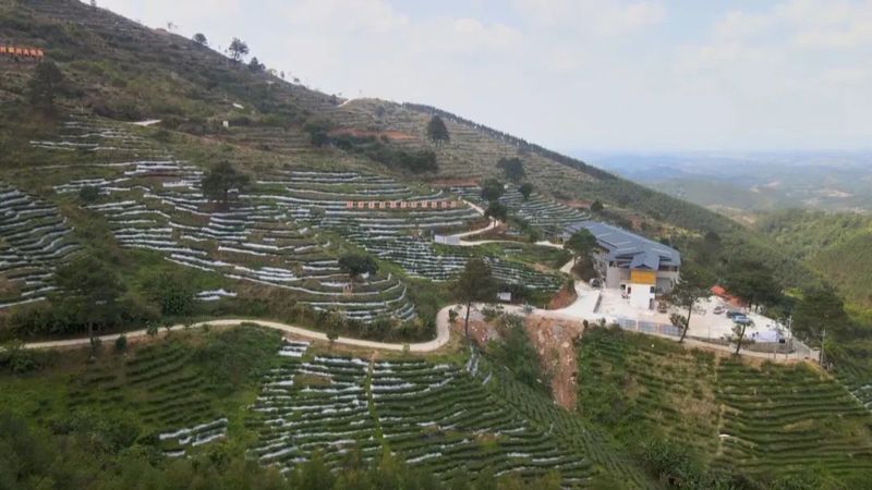 有关于《二十大时光》守正创新 推动六堡茶产业高质量发展的消息