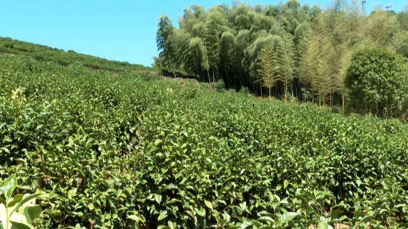 有关于政和做好茶竹文章 推进绿色高质量发展的相关信息(2)
