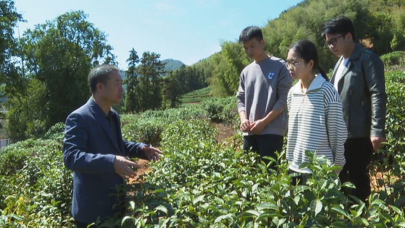 有关于政和做好茶竹文章 推进绿色高质量发展的相关信息(1)