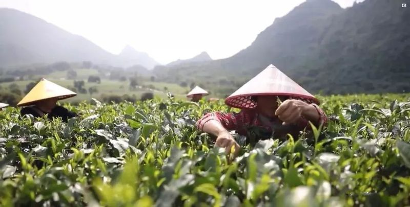 有关于英德红茶获批筹建国家地理标志产品保护示范区的相关信息(4)