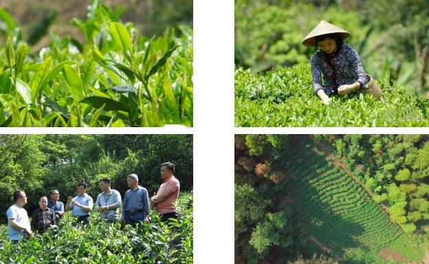 关于昭平:发展生态茶产业 实现一“叶”致富的信息(5)