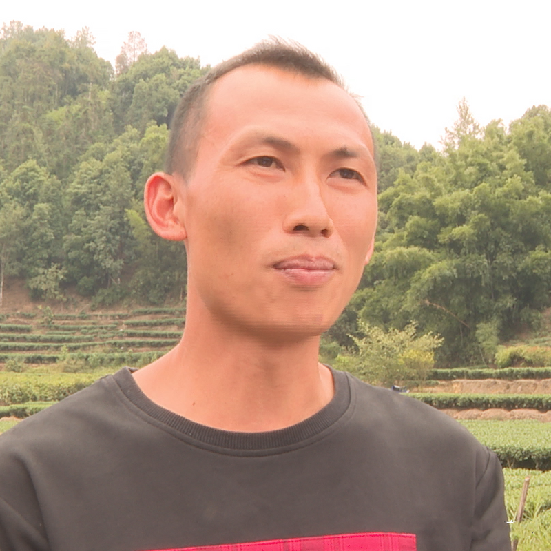关于昭平:发展生态茶产业 实现一“叶”致富的信息(4)