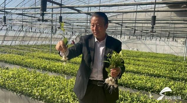 有关于日照：乡村振兴系列贷助力特色茶产业发展的最新消息