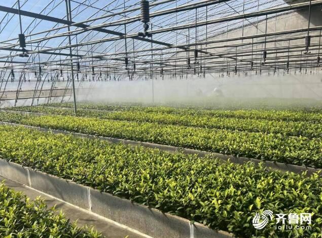 有关于日照：乡村振兴系列贷助力特色茶产业发展的最新消息(1)