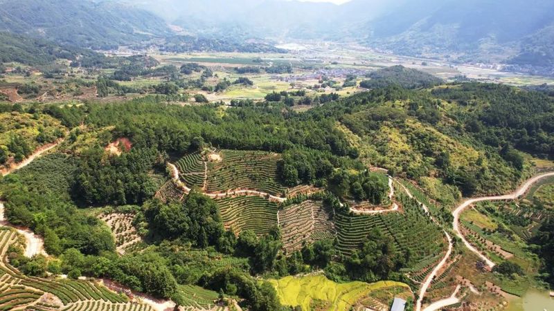 有关于未来五年，蕉城区“三茶”统筹发展这么干的相关内容(2)