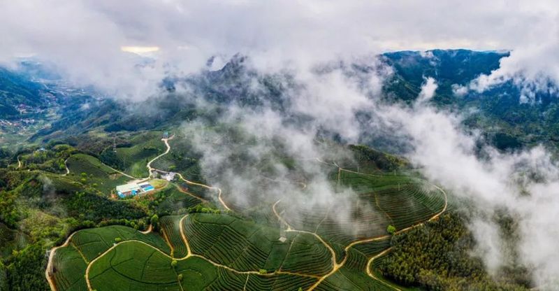 有关于未来五年，蕉城区“三茶”统筹发展这么干的相关内容