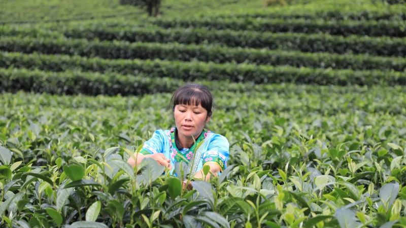 关于黎明乡岔河村：秋茶吐凝香 村民采茶忙的新闻(1)