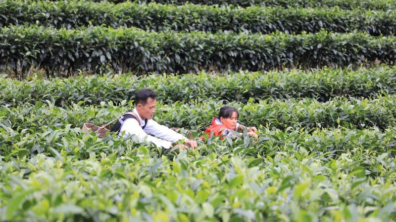 关于黎明乡岔河村：秋茶吐凝香 村民采茶忙的新闻(4)