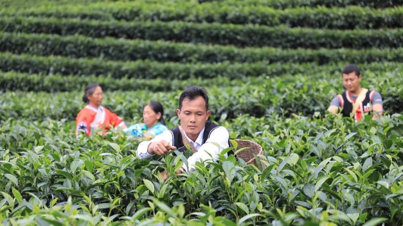 关于黎明乡岔河村：秋茶吐凝香 村民采茶忙的新闻