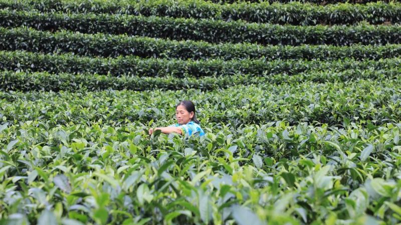 关于黎明乡岔河村：秋茶吐凝香 村民采茶忙的新闻(3)