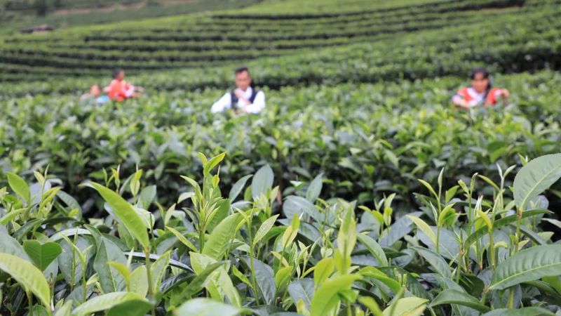 关于黎明乡岔河村：秋茶吐凝香 村民采茶忙的新闻(5)