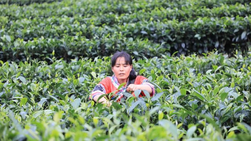 关于黎明乡岔河村：秋茶吐凝香 村民采茶忙的新闻(2)