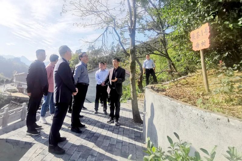 有关于郑小东到双龙镇龙泉村调研茶产业发展工作的消息