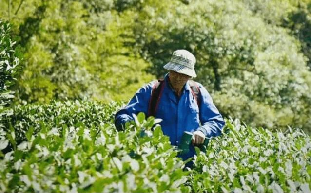 有关于西湖龙井茶树恢复元气 茶山迎来一波“小农忙”的消息(1)
