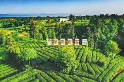 关于雅安市名山区：从“一叶”到“一业”专注发展势头猛的消息(1)