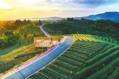 关于雅安市名山区：从“一叶”到“一业”专注发展势头猛的消息