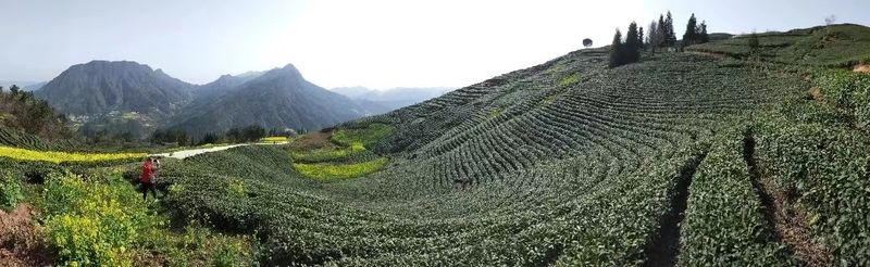 关于今日勉县茶，从春采到秋的新闻