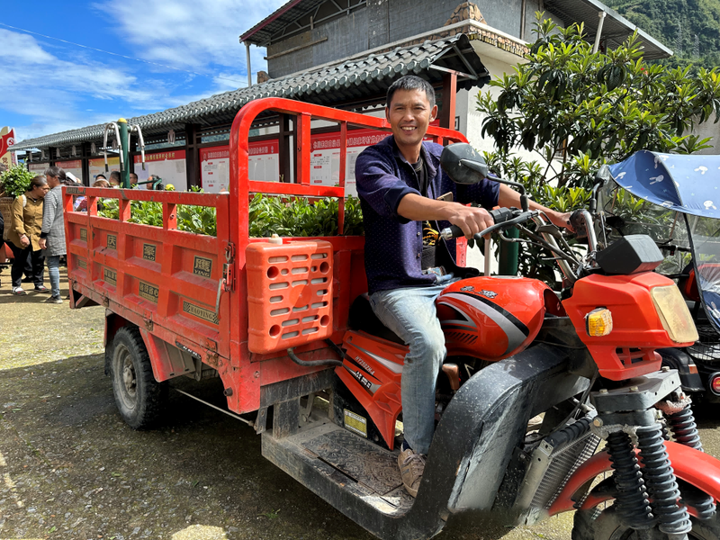 有关于绵阳北川：300余万株茶苗免费送 国庆羌乡种茶忙的资讯(3)
