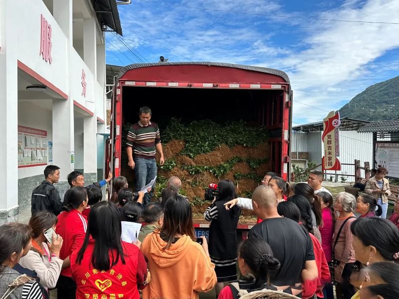 有关于绵阳北川：300余万株茶苗免费送 国庆羌乡种茶忙的资讯