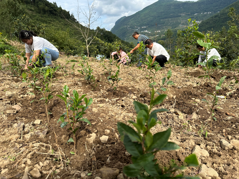有关于绵阳北川：300余万株茶苗免费送 国庆羌乡种茶忙的资讯(6)