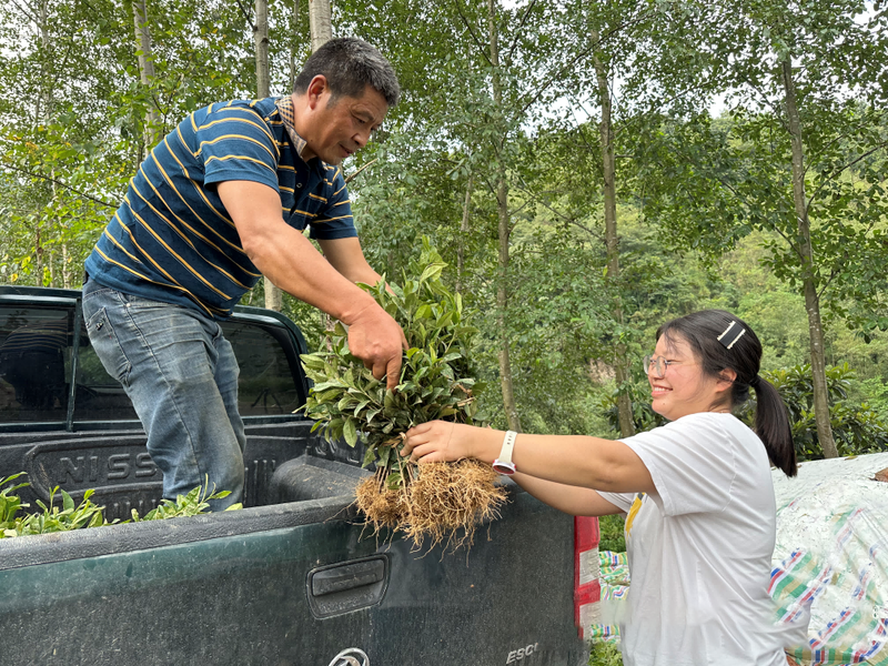 有关于绵阳北川：300余万株茶苗免费送 国庆羌乡种茶忙的资讯(2)