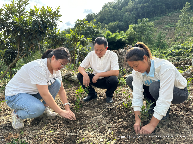 有关于绵阳北川：300余万株茶苗免费送 国庆羌乡种茶忙的资讯(4)