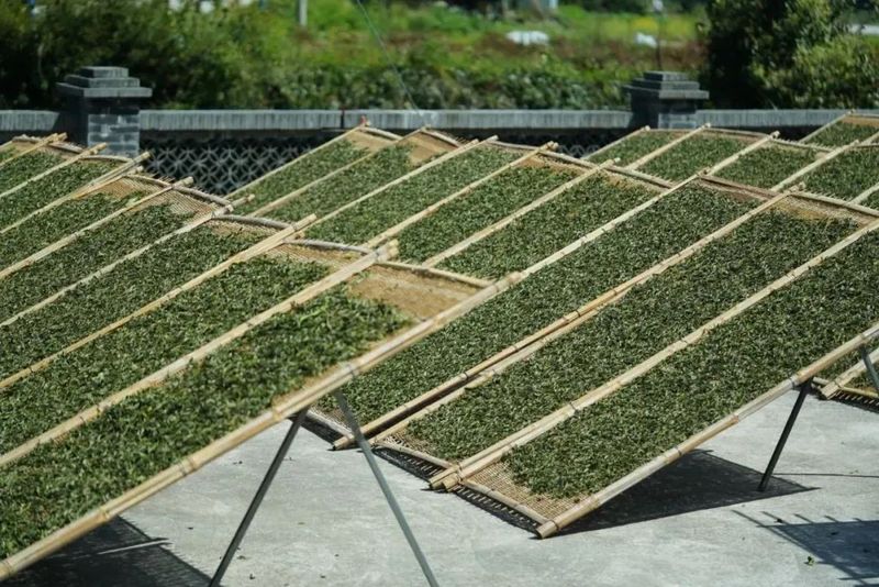 关于福建福鼎:十年沉淀 淬出茶香飘万里的资讯(2)