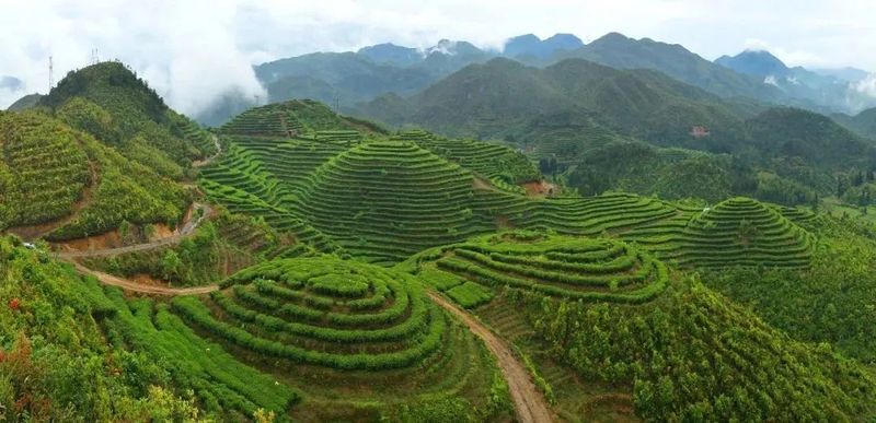 关于福建福鼎:十年沉淀 淬出茶香飘万里的资讯(1)