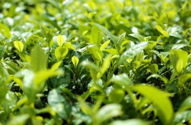 有关于腾冲：700亩茶园秋茶勃发 茶农忙采茶的资讯(2)