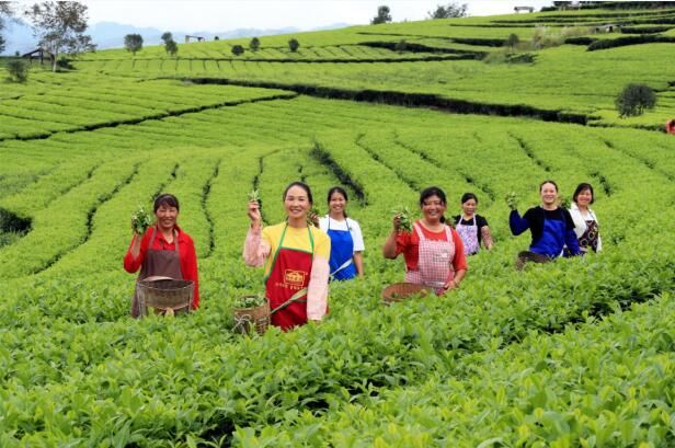 有关于腾冲：700亩茶园秋茶勃发 茶农忙采茶的资讯(5)