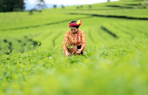 有关于腾冲：700亩茶园秋茶勃发 茶农忙采茶的资讯(3)