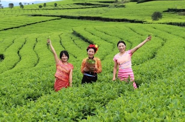 有关于腾冲：700亩茶园秋茶勃发 茶农忙采茶的资讯(4)