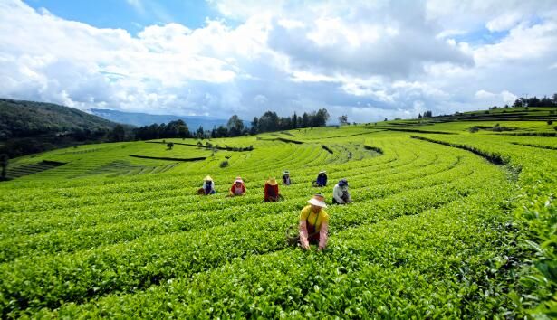 有关于腾冲：700亩茶园秋茶勃发 茶农忙采茶的资讯(1)