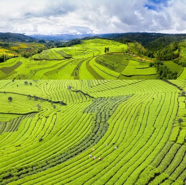 有关于腾冲:700亩茶园秋茶勃发 茶农忙采茶的资讯