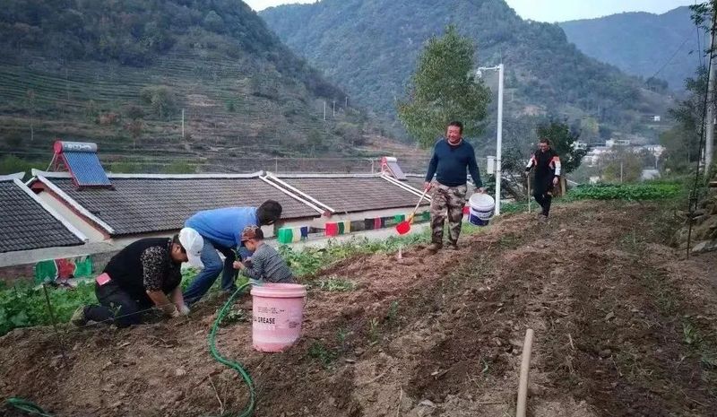 有关于康县阳坝茶园：深秋时节栽茶忙 来年增收有保障的消息(1)