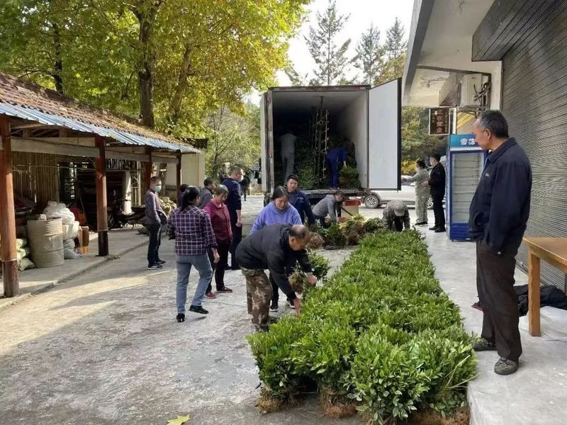 有关于康县阳坝茶园：深秋时节栽茶忙 来年增收有保障的消息(2)