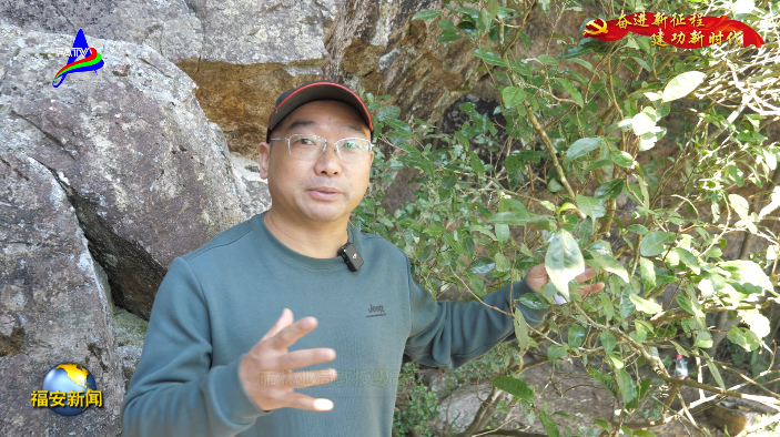关于福安白云山麓发现一株野生古茶树的信息(3)