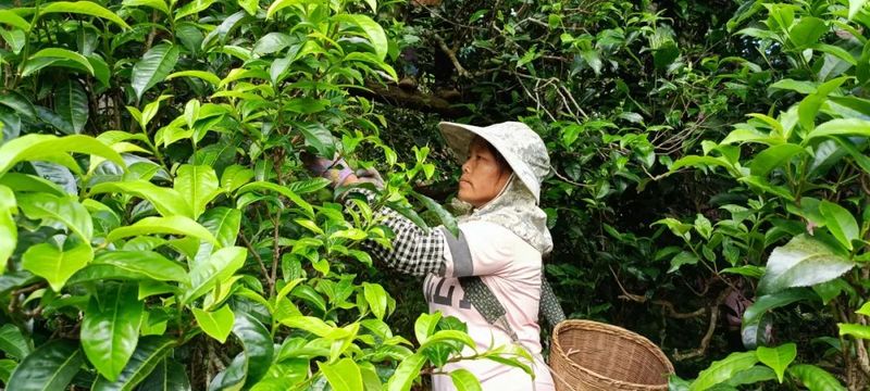 关于临沧临翔：做活“茶”文章 做强“绿美+”经济的相关内容(2)